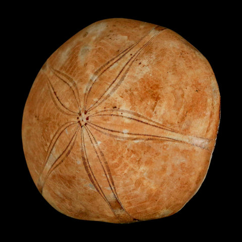 58MM Pygurus Marmonti Sea Urchin Fossil Sand Dollar Jurassic Age Madagascar
