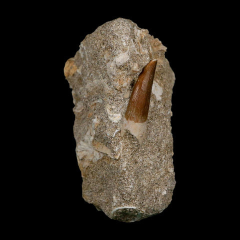 1.3" Plesiosaur Zarafasaura Tooth Fossil In Matrix Cretaceous Dinosaur Era COA - Fossil Age Minerals