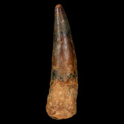 XL 3.3" Spinosaurus Fossil Tooth 100 Million Years Old Cretaceous Dinosaur COA
