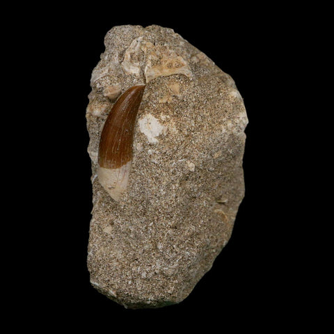 1.3" Plesiosaur Zarafasaura Tooth Fossil In Matrix Cretaceous Dinosaur Era COA - Fossil Age Minerals