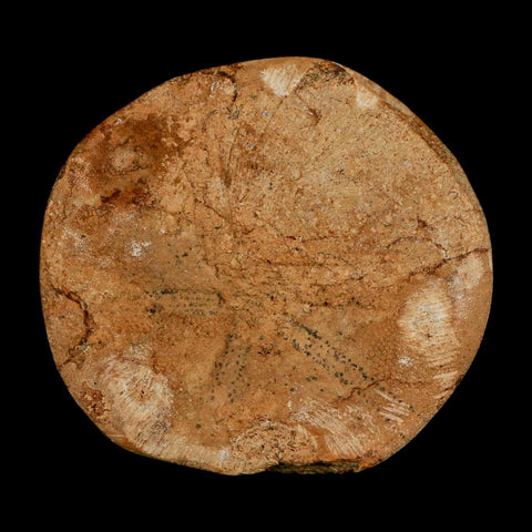 58MM Pygurus Marmonti Sea Urchin Fossil Sand Dollar Jurassic Age Madagascar