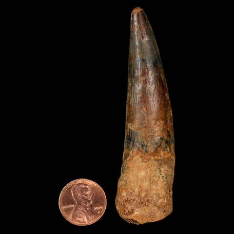XL 3.3" Spinosaurus Fossil Tooth 100 Million Years Old Cretaceous Dinosaur COA - Fossil Age Minerals