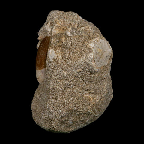 1.3" Plesiosaur Zarafasaura Tooth Fossil In Matrix Cretaceous Dinosaur Era COA - Fossil Age Minerals