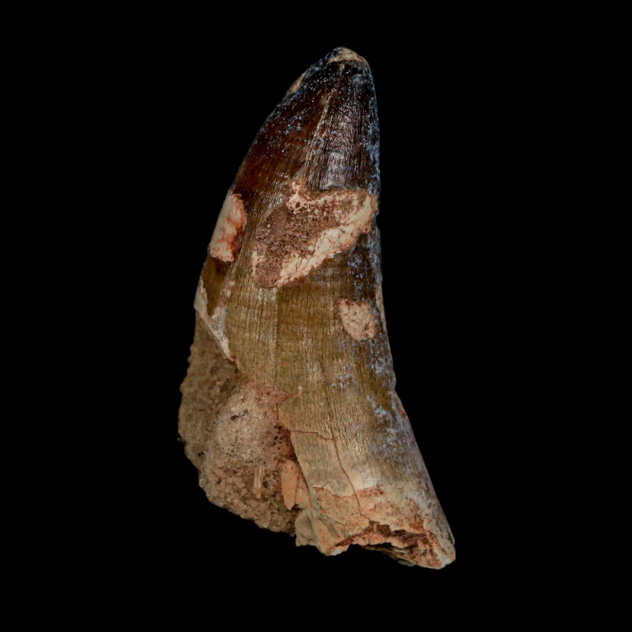 2.4" Sarcosuchus Imperator Crocodile Fossil Tooth Elrhaz FM Cretaceous Niger COA - Fossil Age Minerals