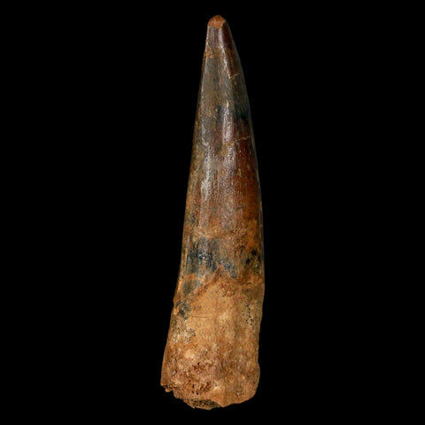 XL 3.3" Spinosaurus Fossil Tooth 100 Million Years Old Cretaceous Dinosaur COA - Fossil Age Minerals