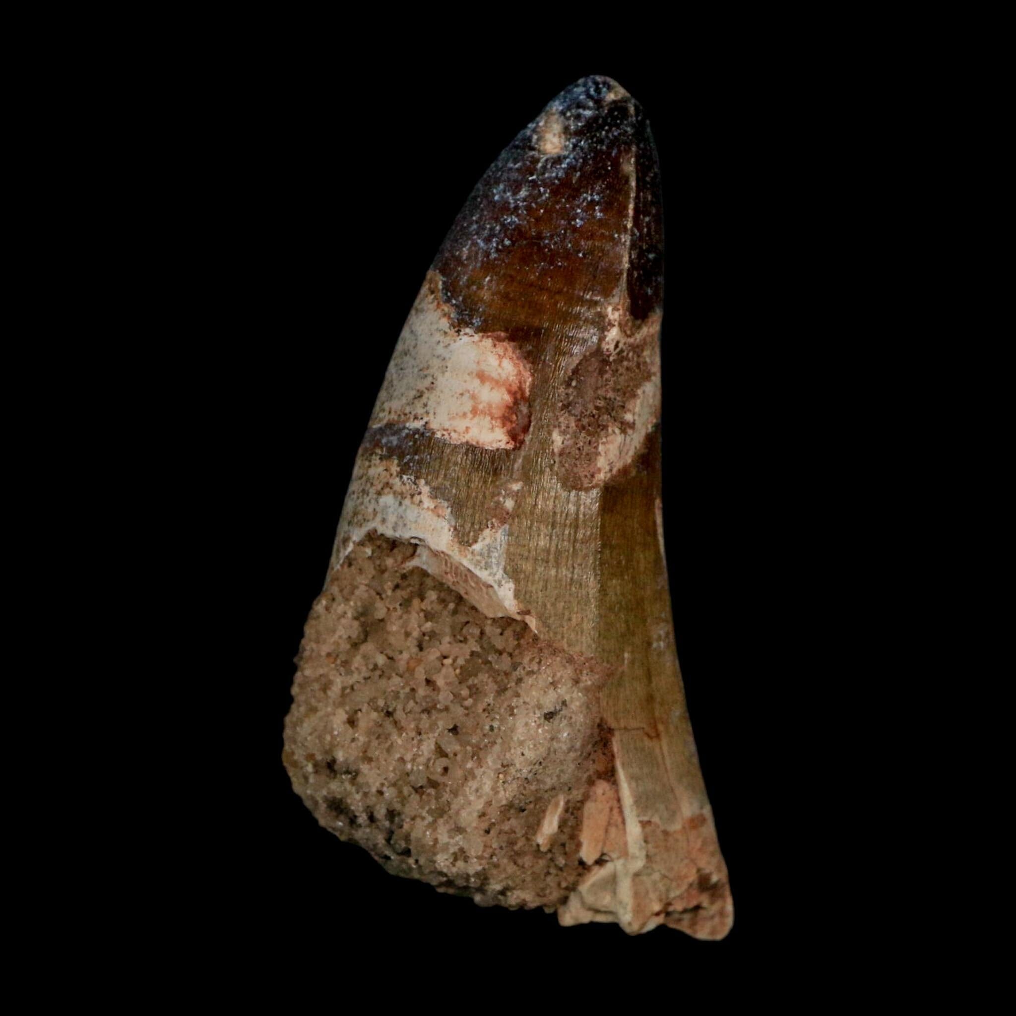2.4" Sarcosuchus Imperator Crocodile Fossil Tooth Elrhaz FM Cretaceous Niger COA - Fossil Age Minerals