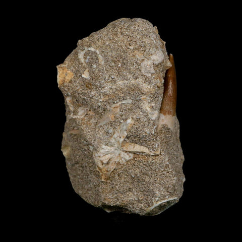 1.3" Plesiosaur Zarafasaura Tooth Fossil In Matrix Cretaceous Dinosaur Era COA - Fossil Age Minerals