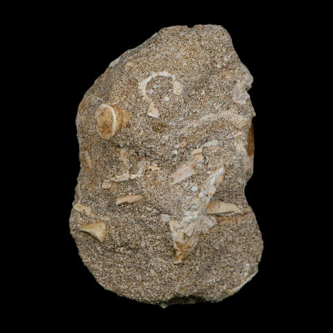 1.3" Plesiosaur Zarafasaura Tooth Fossil In Matrix Cretaceous Dinosaur Era COA - Fossil Age Minerals