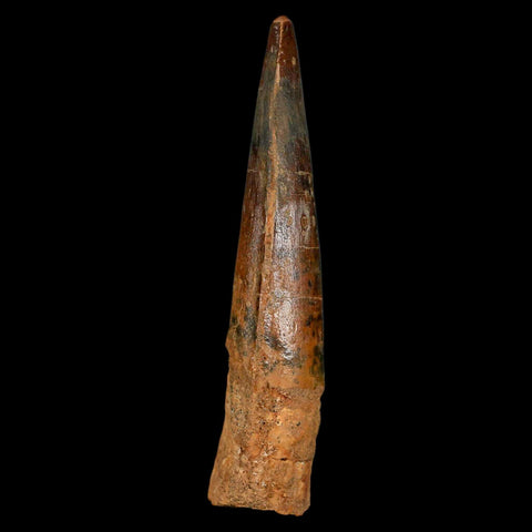 XL 3.3" Spinosaurus Fossil Tooth 100 Million Years Old Cretaceous Dinosaur COA - Fossil Age Minerals