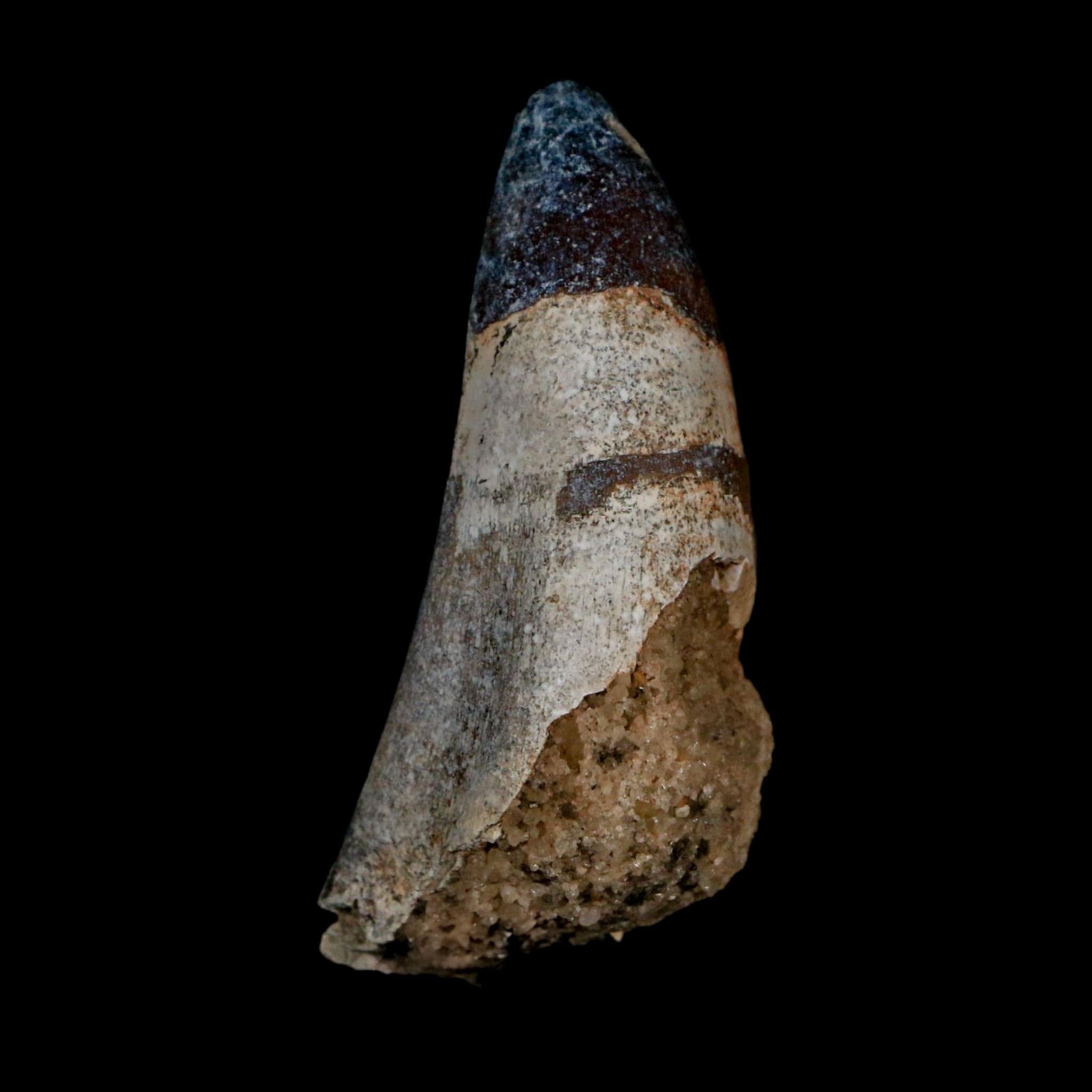 2.4" Sarcosuchus Imperator Crocodile Fossil Tooth Elrhaz FM Cretaceous Niger COA - Fossil Age Minerals
