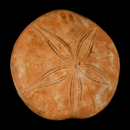83MM Pygurus Marmonti Sea Urchin Fossil Sand Dollar Jurassic Age Madagascar