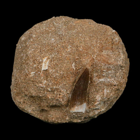 1.1" Plesiosaur Zarafasaura Tooth Fossil In Matrix Cretaceous Dinosaur Era COA