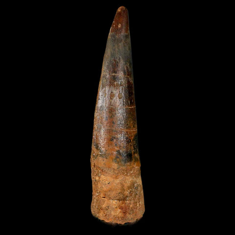 XL 3.3" Spinosaurus Fossil Tooth 100 Million Years Old Cretaceous Dinosaur COA - Fossil Age Minerals