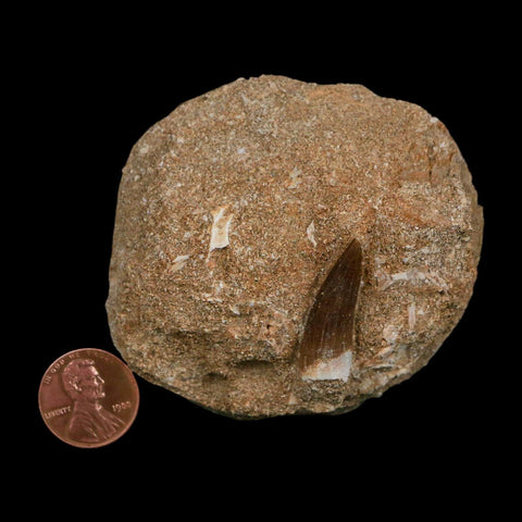 1.1" Plesiosaur Zarafasaura Tooth Fossil In Matrix Cretaceous Dinosaur Era COA - Fossil Age Minerals