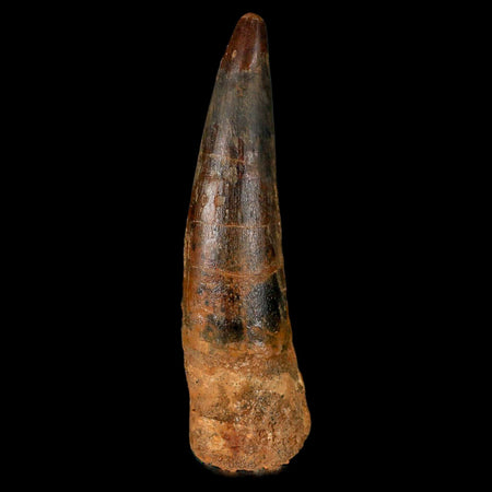 XL 3.3" Spinosaurus Fossil Tooth 100 Million Years Old Cretaceous Dinosaur COA