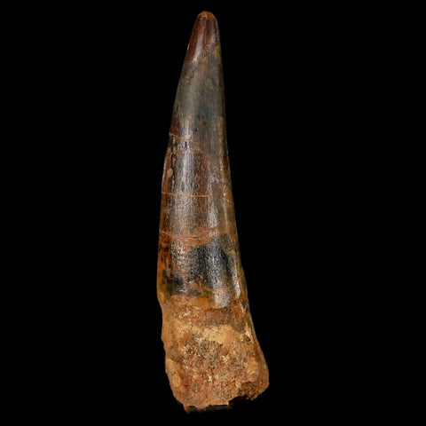 XL 3.3" Spinosaurus Fossil Tooth 100 Million Years Old Cretaceous Dinosaur COA - Fossil Age Minerals