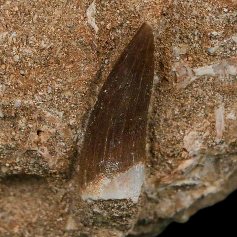 1.1" Plesiosaur Zarafasaura Tooth Fossil In Matrix Cretaceous Dinosaur Era COA - Fossil Age Minerals