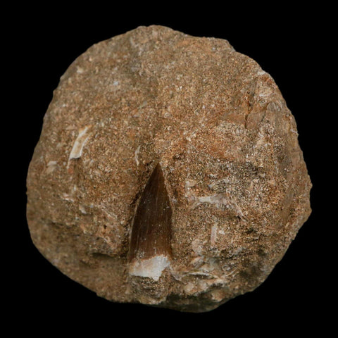 1.1" Plesiosaur Zarafasaura Tooth Fossil In Matrix Cretaceous Dinosaur Era COA - Fossil Age Minerals