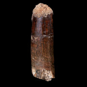 1.5 Rebbachisaurus Sauropod Fossil Tooth Early Cretaceous Dinosaur COA, Display