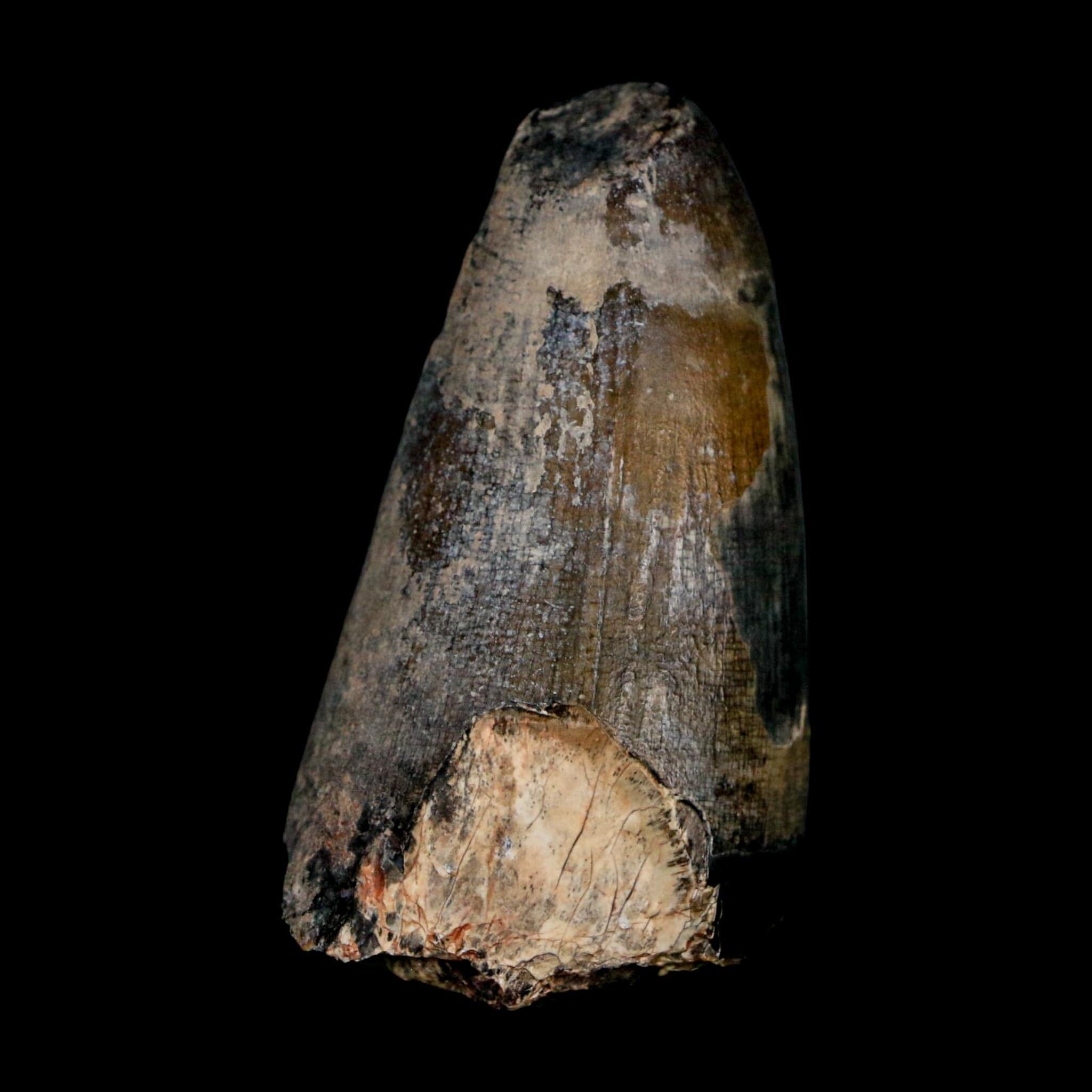 2.4" Sarcosuchus Imperator Crocodile Fossil Tooth Elrhaz FM Cretaceous Niger COA - Fossil Age Minerals