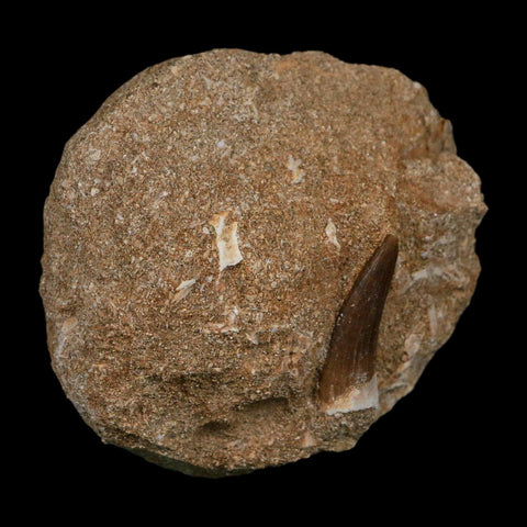 1.1" Plesiosaur Zarafasaura Tooth Fossil In Matrix Cretaceous Dinosaur Era COA - Fossil Age Minerals