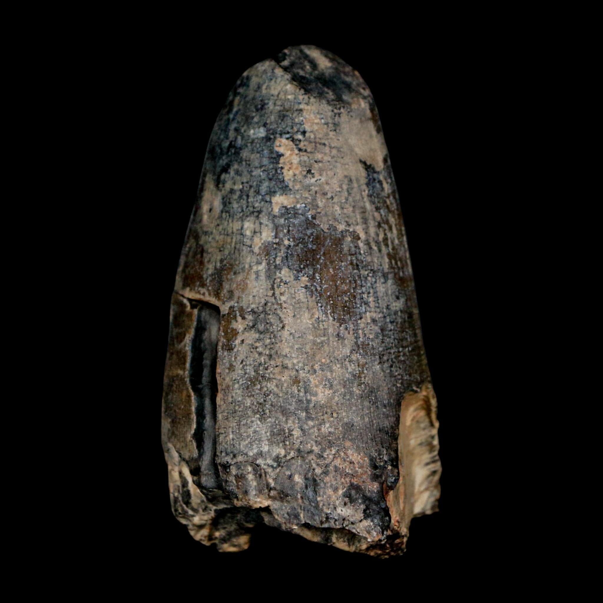 2.4" Sarcosuchus Imperator Crocodile Fossil Tooth Elrhaz FM Cretaceous Niger COA - Fossil Age Minerals