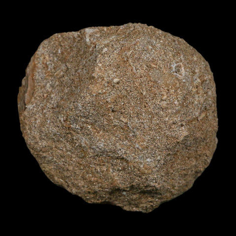 1.1" Plesiosaur Zarafasaura Tooth Fossil In Matrix Cretaceous Dinosaur Era COA - Fossil Age Minerals