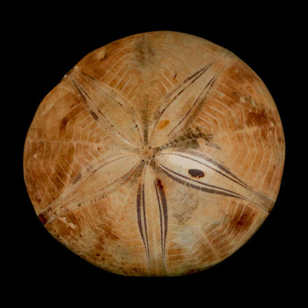 59MM Pygurus Marmonti Sea Urchin Fossil Sand Dollar Jurassic Age Madagascar