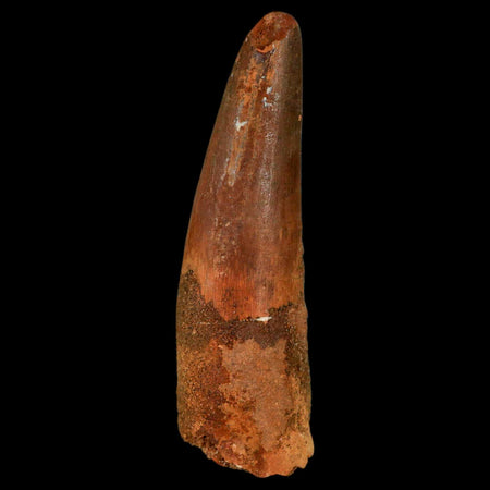 XL 3.3" Spinosaurus Fossil Tooth 100 Million Years Old Cretaceous Dinosaur COA