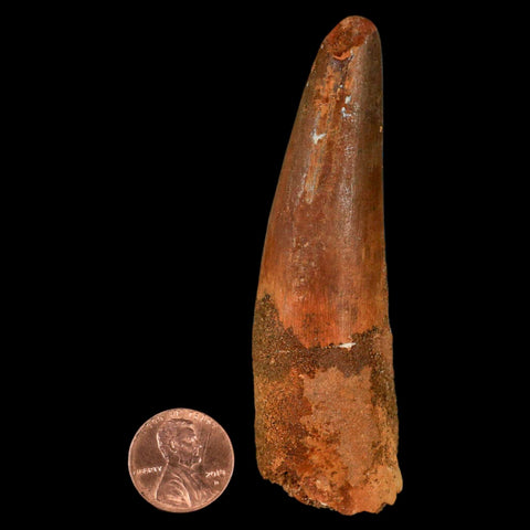XL 3.4" Spinosaurus Fossil Tooth 100 Million Years Old Cretaceous Dinosaur COA - Fossil Age Minerals