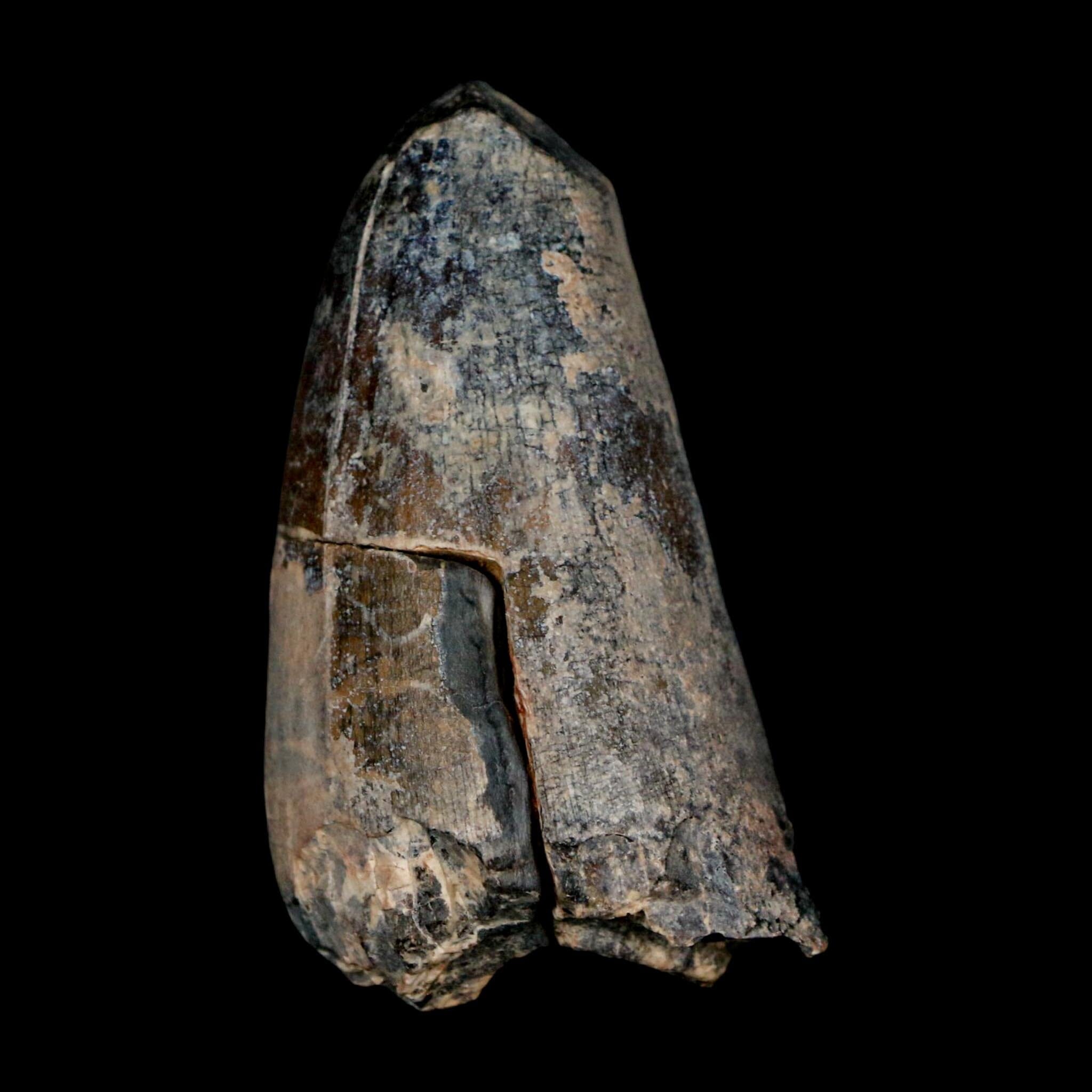 2.4" Sarcosuchus Imperator Crocodile Fossil Tooth Elrhaz FM Cretaceous Niger COA - Fossil Age Minerals
