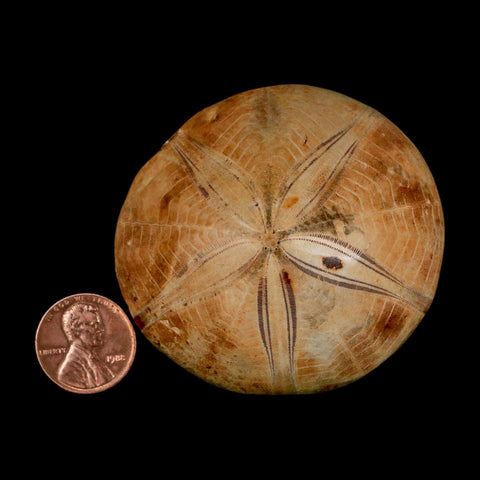 59MM Pygurus Marmonti Sea Urchin Fossil Sand Dollar Jurassic Age Madagascar