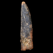 1.1" Pterosaur Coloborhynchus Fossil Tooth Upper Cretaceous Morocco COA & Display