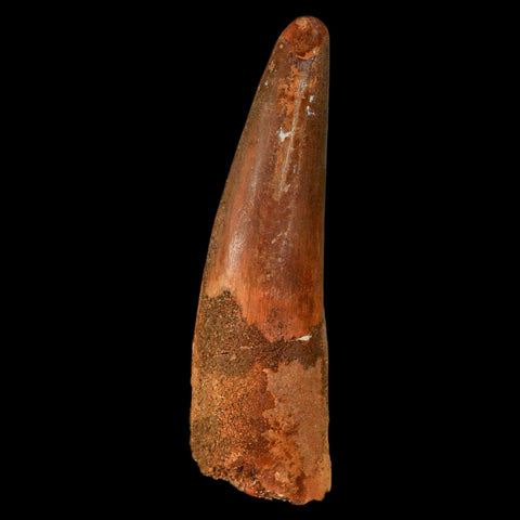 XL 3.4" Spinosaurus Fossil Tooth 100 Million Years Old Cretaceous Dinosaur COA - Fossil Age Minerals