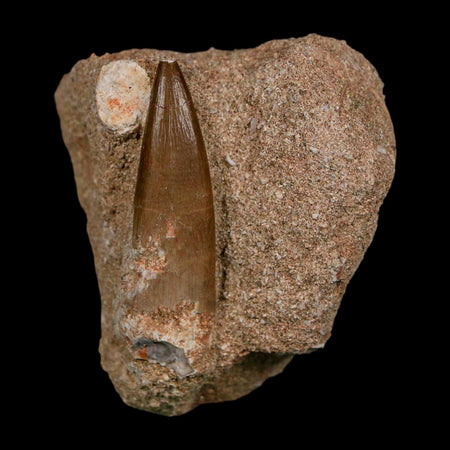 1.8" Plesiosaur Zarafasaura Tooth Fossil In Matrix Cretaceous Dinosaur Era COA