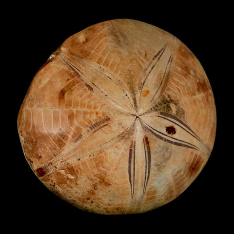 59MM Pygurus Marmonti Sea Urchin Fossil Sand Dollar Jurassic Age Madagascar