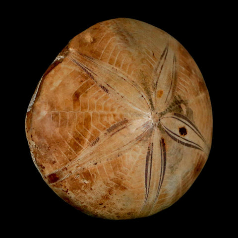 59MM Pygurus Marmonti Sea Urchin Fossil Sand Dollar Jurassic Age Madagascar