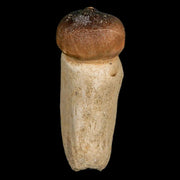 2.9" Globidens Mosasaur Fossil Tooth Rooted Cretaceous Dinosaur Era COA