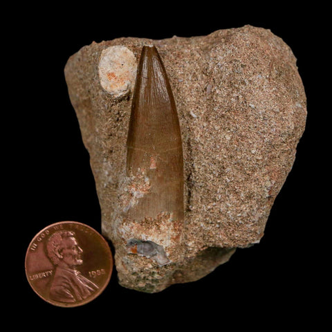 1.8" Plesiosaur Zarafasaura Tooth Fossil In Matrix Cretaceous Dinosaur Era COA - Fossil Age Minerals