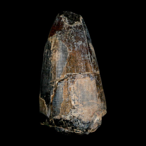 2.4" Sarcosuchus Imperator Crocodile Fossil Tooth Elrhaz FM Cretaceous Niger COA