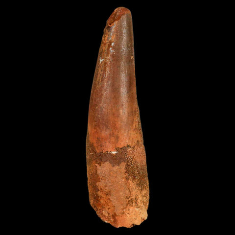XL 3.4" Spinosaurus Fossil Tooth 100 Million Years Old Cretaceous Dinosaur COA - Fossil Age Minerals
