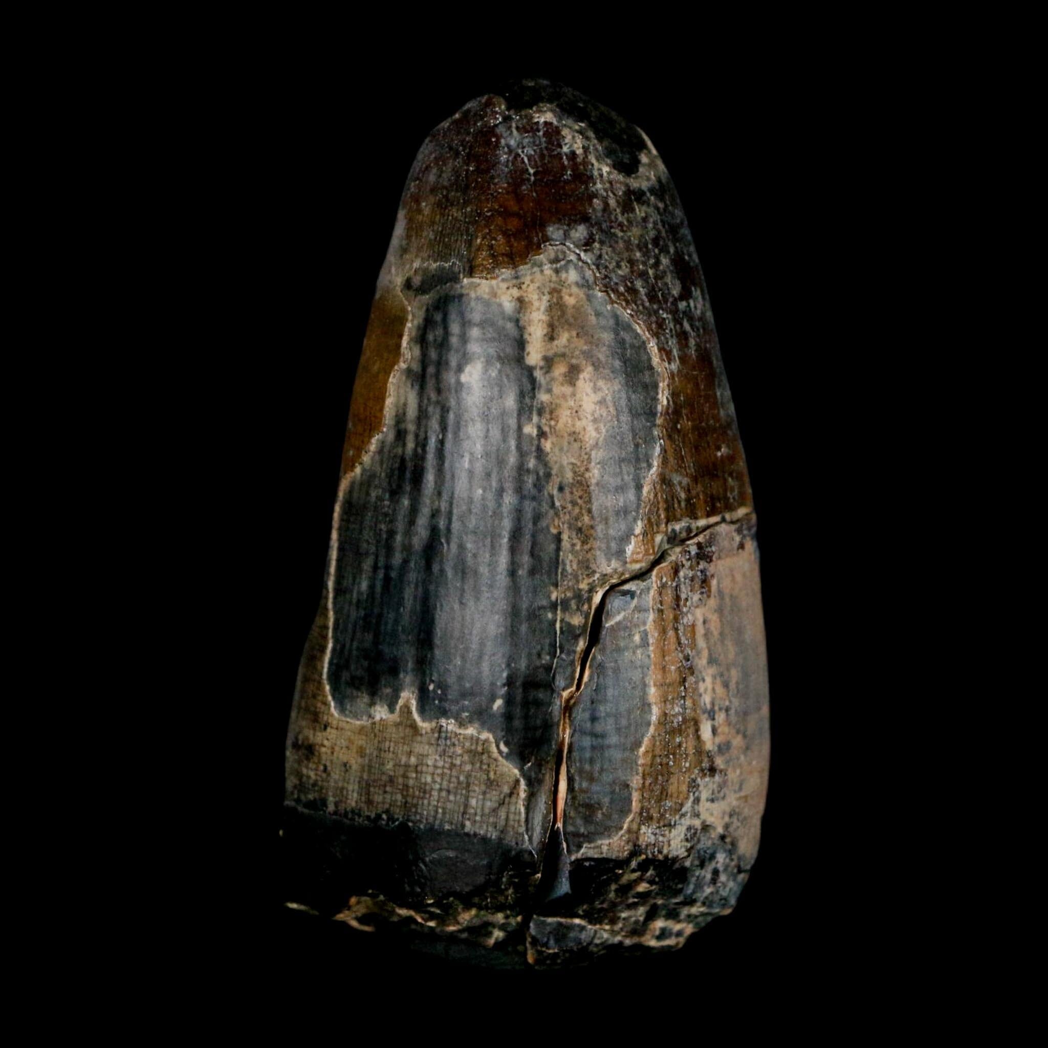 2.4" Sarcosuchus Imperator Crocodile Fossil Tooth Elrhaz FM Cretaceous Niger COA - Fossil Age Minerals