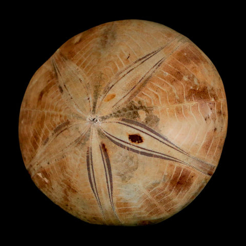 59MM Pygurus Marmonti Sea Urchin Fossil Sand Dollar Jurassic Age Madagascar