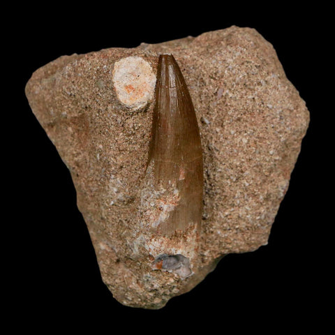 1.8" Plesiosaur Zarafasaura Tooth Fossil In Matrix Cretaceous Dinosaur Era COA - Fossil Age Minerals