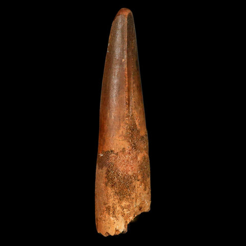 XL 3.4" Spinosaurus Fossil Tooth 100 Million Years Old Cretaceous Dinosaur COA - Fossil Age Minerals