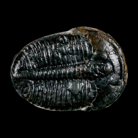 1.2" Elrathia Kingi Trilobite Fossil Utah Cambrian Age 521 Million Years Old COA