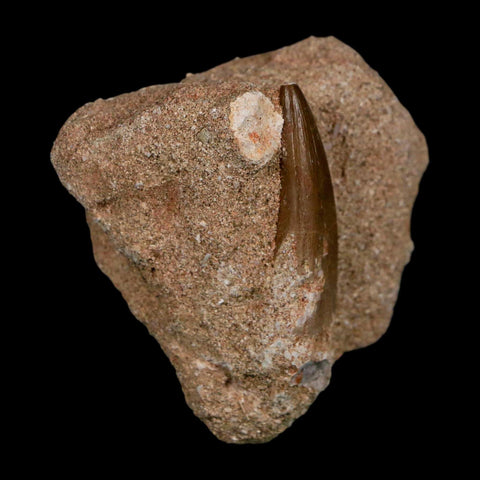 1.8" Plesiosaur Zarafasaura Tooth Fossil In Matrix Cretaceous Dinosaur Era COA - Fossil Age Minerals