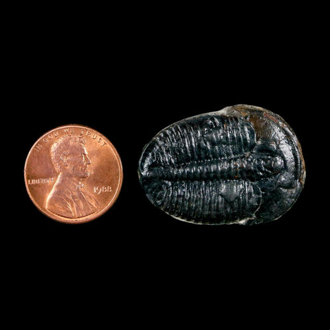 1.2" Elrathia Kingi Trilobite Fossil Utah Cambrian Age 521 Million Years Old COA