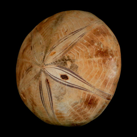 59MM Pygurus Marmonti Sea Urchin Fossil Sand Dollar Jurassic Age Madagascar