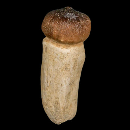 2.9" Globidens Mosasaur Fossil Tooth Rooted Cretaceous Dinosaur Era COA